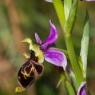 Ophrys picta Link Orchidaceae Ophrys peint