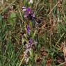 Ophrys picta Link Orchidaceae Ophrys peint