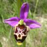 Ophrys scolopax Cav. Orchidaceae - Ophrys bécasse