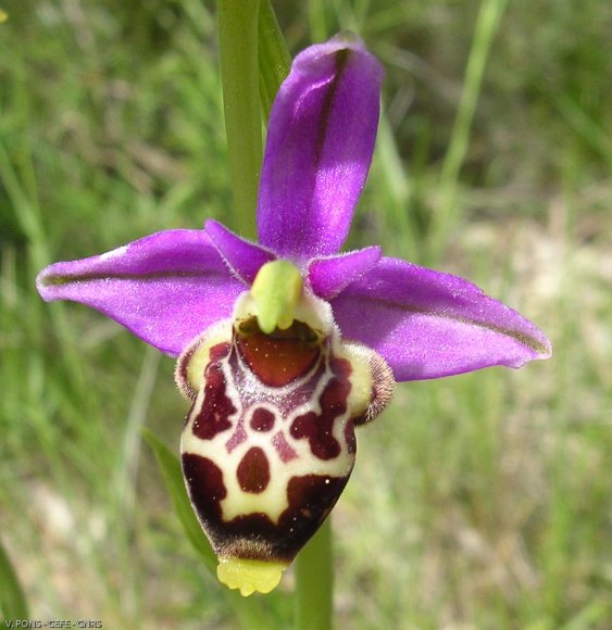 Ophrys scolopax Cav. Orchidaceae - Ophrys bécasse