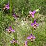 Ophrys scolopax Cav. Orchidaceae - Ophrys bécasse