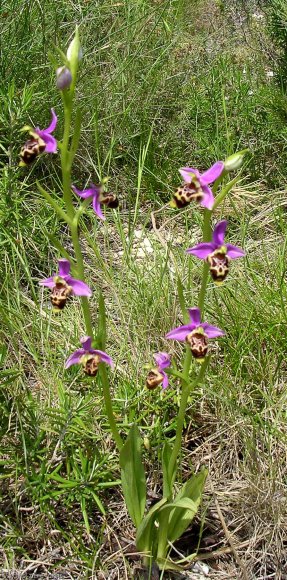 Ophrys scolopax Cav. Orchidaceae - Ophrys bécasse