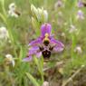 Ophrys scolopax Cav. Orchidaceae - Ophrys bécasse