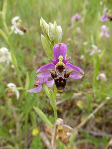 Ophrys scolopax Cav. Orchidaceae - Ophrys bécasse