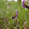 Ophrys scolopax Cav. Orchidaceae - Ophrys bécasse