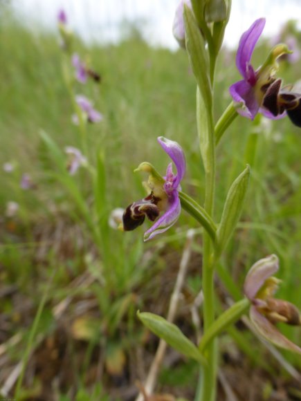 Ophrys scolopax Cav. Orchidaceae - Ophrys bécasse