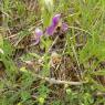 Ophrys scolopax Cav. Orchidaceae - Ophrys bécasse