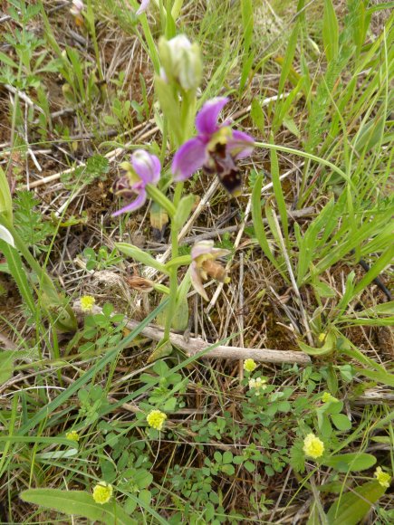 Ophrys scolopax Cav. Orchidaceae - Ophrys bécasse