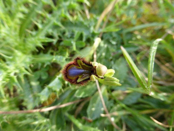 Ophrys speculum Link Orchidaceae Ophrys miroir