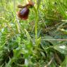 Ophrys speculum Link Orchidaceae Ophrys miroir