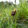 Ophrys speculum Link Orchidaceae Ophrys miroir