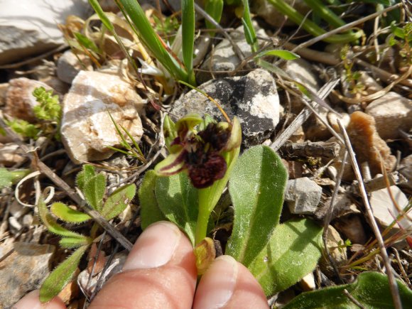 Ophrys speculum Link Orchidaceae Ophrys miroir