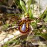 Ophrys speculum Link Orchidaceae Ophrys miroir