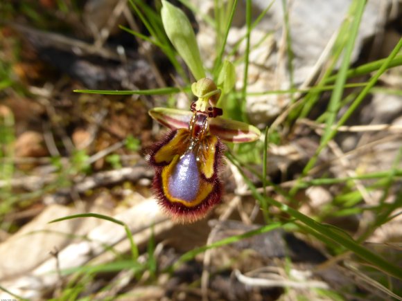 Ophrys speculum Link Orchidaceae Ophrys miroir