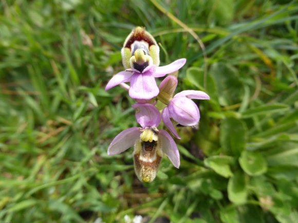 Ophrys tenthredinifera subsp. neglecta (Parl.) E.G.Camus Orchida