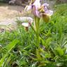 Ophrys tenthredinifera subsp. neglecta (Parl.) E.G.Camus Orchida