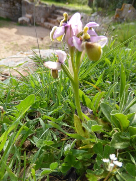 Ophrys tenthredinifera subsp. neglecta (Parl.) E.G.Camus Orchida