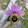 Ophrys tenthredinifera subsp. neglecta (Parl.) E.G.Camus Orchida