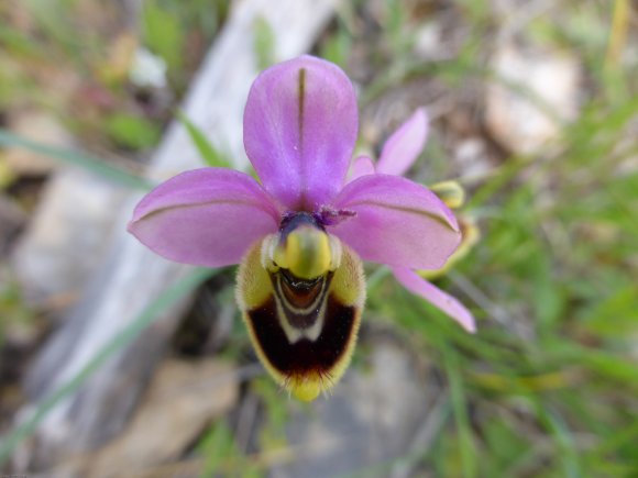 Ophrys tenthredinifera subsp. neglecta (Parl.) E.G.Camus Orchida