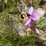 Ophrys tenthredinifera subsp. neglecta (Parl.) E.G.Camus Orchida
