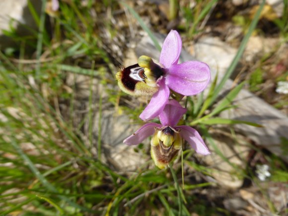 Ophrys tenthredinifera subsp. neglecta (Parl.) E.G.Camus Orchida