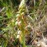 Orchis anthropophora (L.) All. Orchidaceae Homme pendu