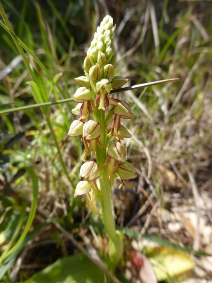 Orchis anthropophora (L.) All. Orchidaceae Homme pendu