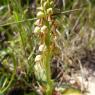 Orchis anthropophora (L.) All. Orchidaceae Homme pendu