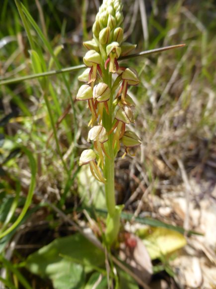 Orchis anthropophora (L.) All. Orchidaceae Homme pendu