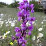 Orchis mascula (L.) L. Orchidaceae Orchis mâle