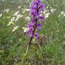 Orchis mascula (L.) L. Orchidaceae Orchis mâle