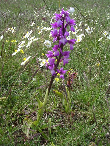 Orchis mascula (L.) L. Orchidaceae Orchis mâle