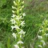 Platanthera bifolia (L.) Rich. Orchidaceae
Orchis à deux feuille