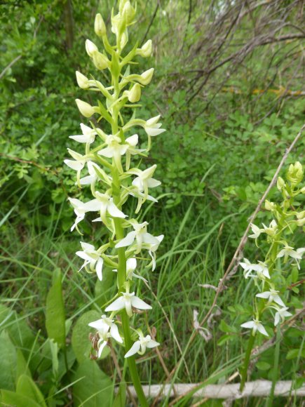 Platanthera bifolia (L.) Rich. Orchidaceae
Orchis à deux feuille