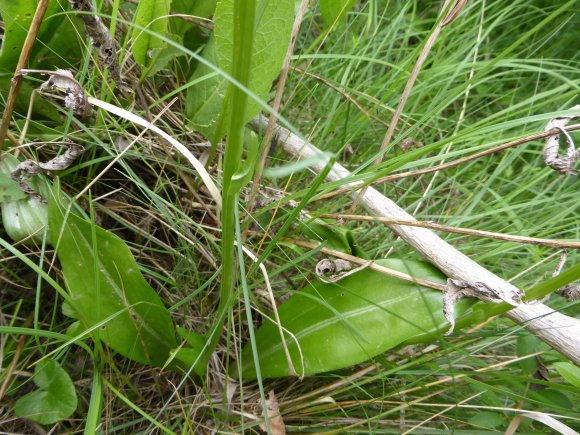 Platanthera bifolia (L.) Rich. Orchidaceae
Orchis à deux feuille