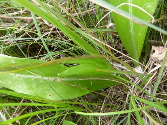 Platanthera bifolia (L.) Rich. Orchidaceae
Orchis à deux feuille