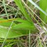 Platanthera bifolia (L.) Rich. Orchidaceae
Orchis à deux feuille