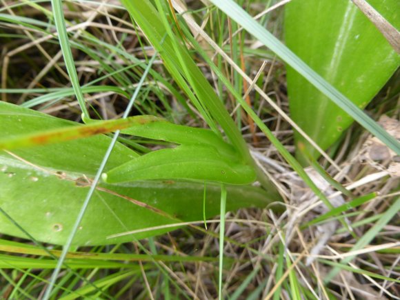 Platanthera bifolia (L.) Rich. Orchidaceae
Orchis à deux feuille