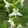 Platanthera bifolia (L.) Rich. Orchidaceae
Orchis à deux feuille