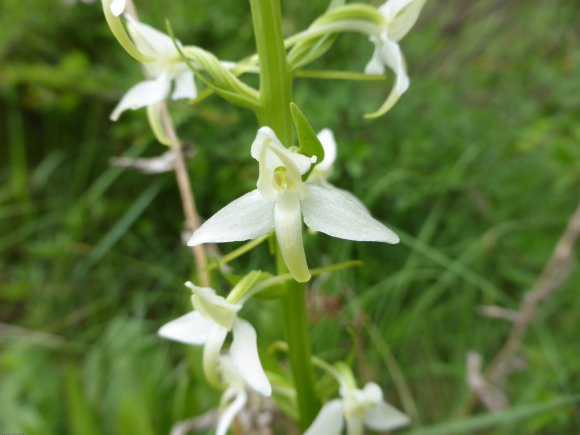 Platanthera bifolia (L.) Rich. Orchidaceae
Orchis à deux feuille