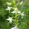 Platanthera bifolia (L.) Rich. Orchidaceae
Orchis à deux feuille
