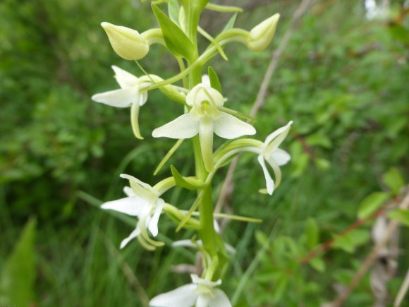 Platanthera bifolia (L.) Rich. Orchidaceae
Orchis à deux feuille