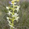 Platanthera bifolia (L.) Rich. Orchidaceae
Orchis à deux feuille