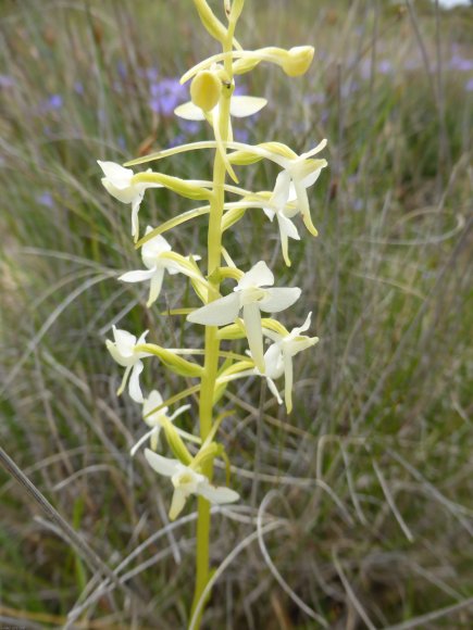 Platanthera bifolia (L.) Rich. Orchidaceae
Orchis à deux feuille