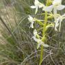Platanthera bifolia (L.) Rich. Orchidaceae
Orchis à deux feuille