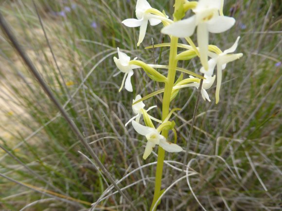 Platanthera bifolia (L.) Rich. Orchidaceae
Orchis à deux feuille