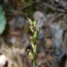 Platanthera chlorantha (Custer) Rchb. Orchidaceae - Platanthère