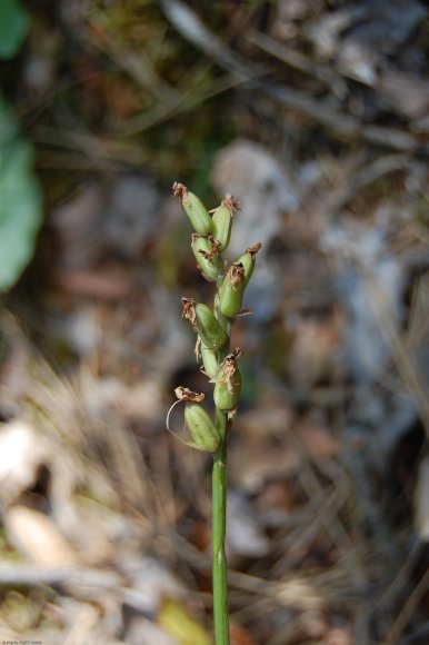 Platanthera chlorantha (Custer) Rchb. Orchidaceae - Platanthère