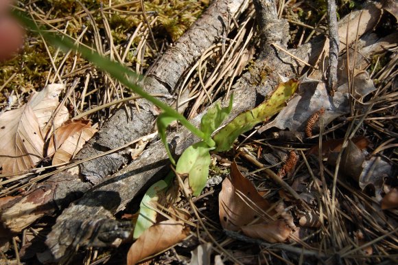 Platanthera chlorantha (Custer) Rchb. Orchidaceae - Platanthère