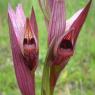 Serapias vomeracea (Burm.f.) Briq. Orchidaceae - Sérapias en soc